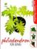 Serial Galeri Eksotika: Philodendron 109 Jenis